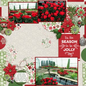 20181226 Poinsettias