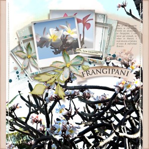 18mar_frangipani