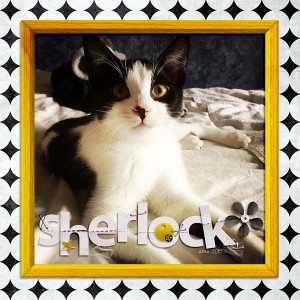 sherlock