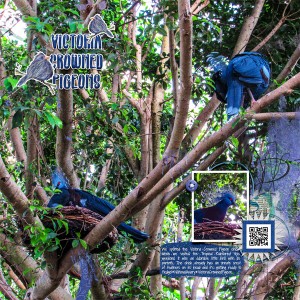 Victoria Crowned Pigeon Family at the National Aviary.