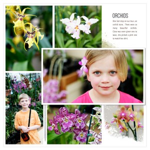 Orchids