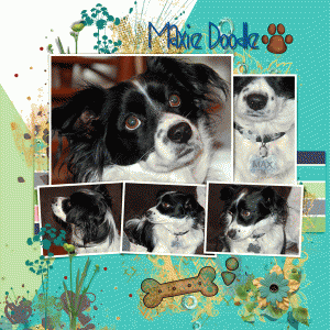 Fdd_Maxie-Doodle