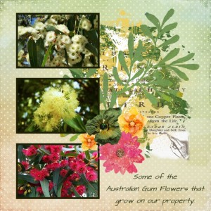 Gum Flowers on our property.