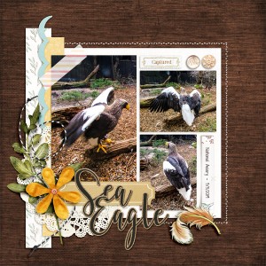 Random Challenge - Stellar Sea Eagle