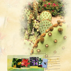 03-19_AZ-SpringFlowers
