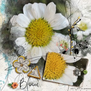 Bloom