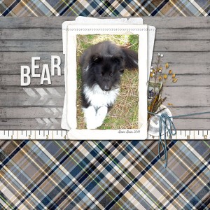 Bear-Bear