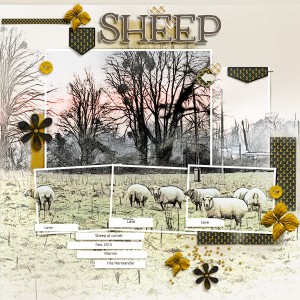Sheep