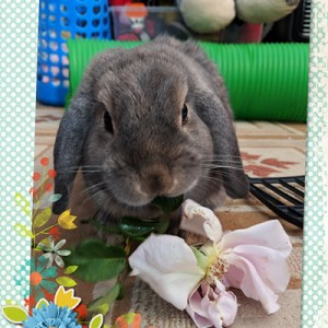 Delilah's Favourite Treat