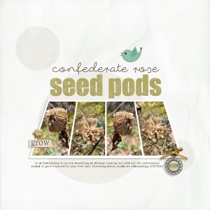 Seed Pods