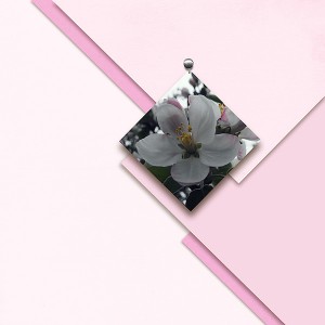 Apple Blossom
