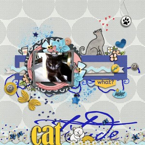 CATtitude