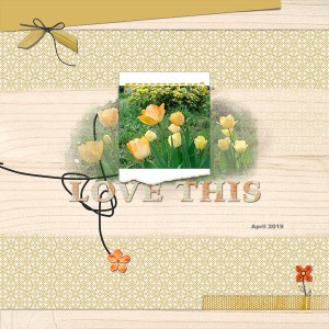 Tulipes