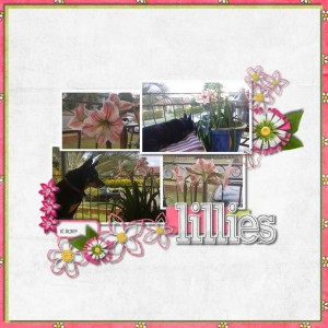 Lillies