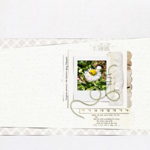 Fleabane_Daisy