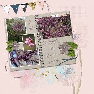 Redbud Trees