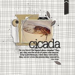 Cicada