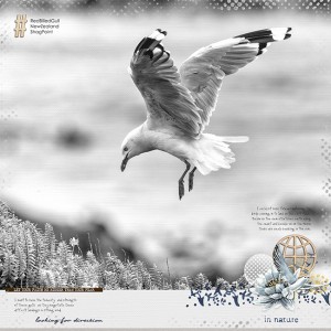 Red-Billed Gull