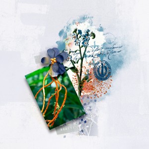 Beauty-2