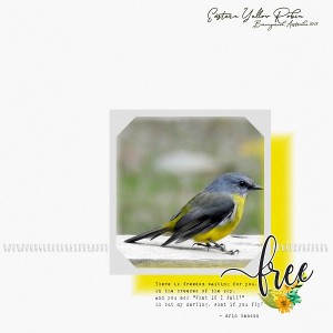 A Yellow Robin