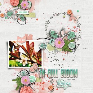 In full bloom