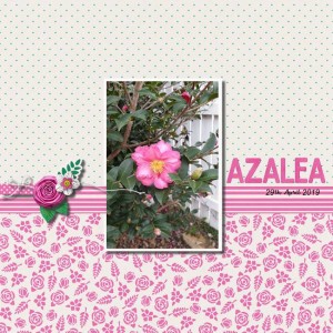 Azalea