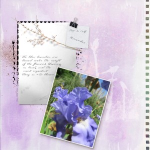 Lilac-Photo-Ch