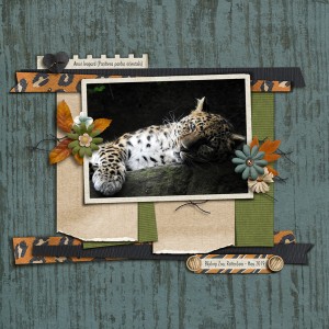 Amur Panther