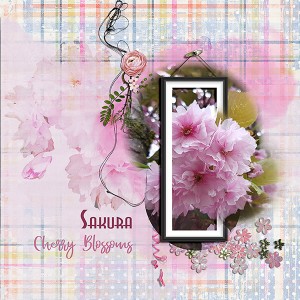 Cherry Blossom