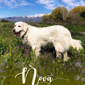 Nova-WildFlowers-Mountains