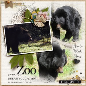 Asiatic Black Bear