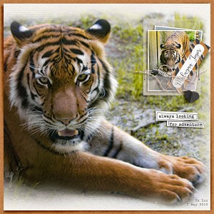 Malayan Tiger at the Zoo