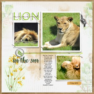 Lion Around