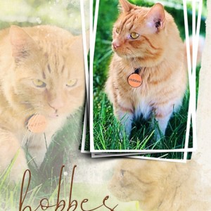 05-13-19_StackedFrames_Hobbes