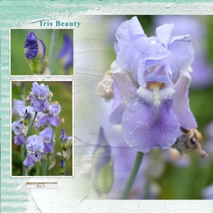 Iris Beauty