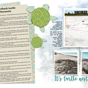 Leatherback Turtle Nest