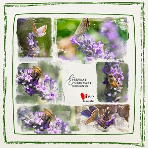 Love lavender