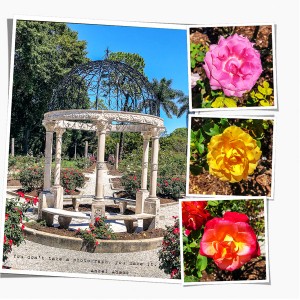 Mabel Ringling's Rose Garden_right
