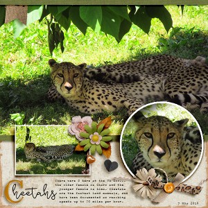 Cheetahs