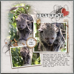 Binturong (Bearcat)
