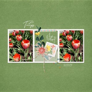 Tulips May 2019