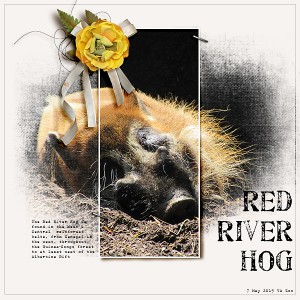 Red River Hog