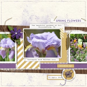Spring Flowers