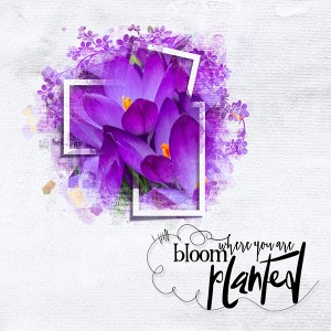 Bloom Where You Are Planted