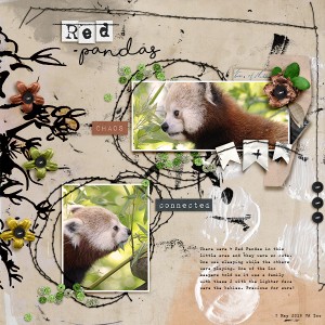 Red Pandas