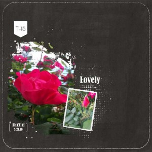 Roses