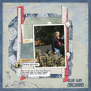 Blue-Gum-Orchard