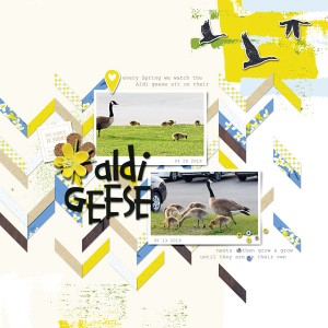 Aldi Geese