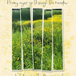 ManyEyesGoThruMeadow