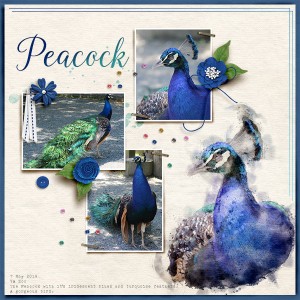 Peacock